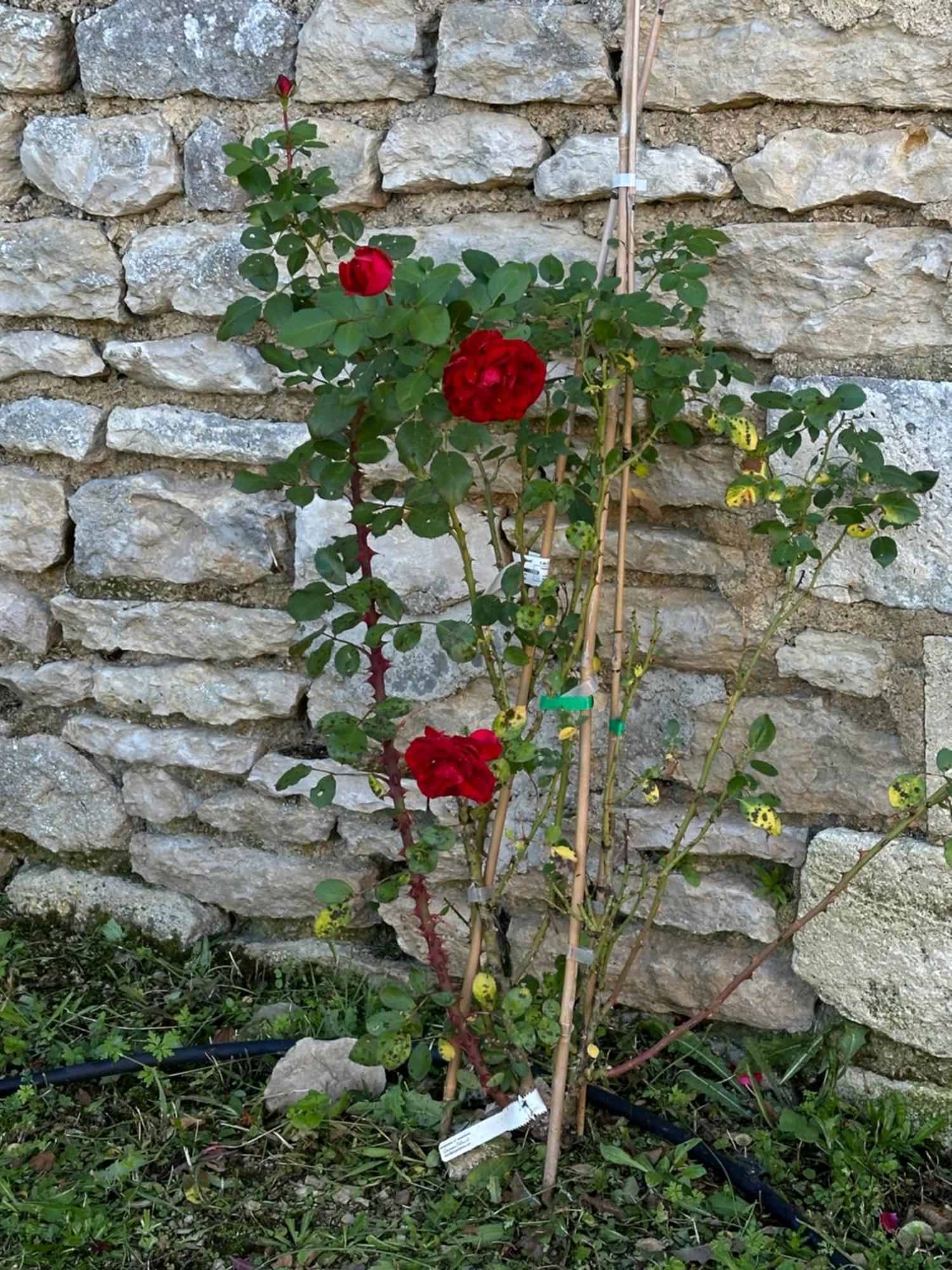 The Charming Private Farmhouse At La Grenouillere Puyreaux Εξωτερικό φωτογραφία